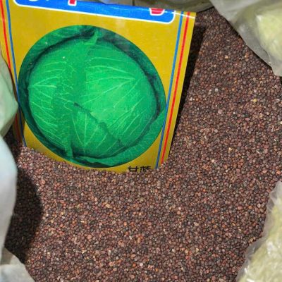Hạt giống bắp cải xanh cao sản - 1kg- hạt nhập khẩu
