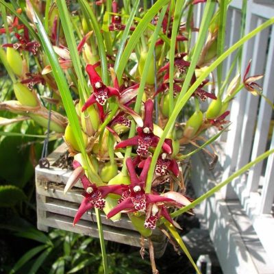 Chậu Hoa Lan " Tóc Tiên Hương Dừa - Coconut Orchid  " -100% thân tơ - chậu siêu nhiều thân - cây nhập khẩu