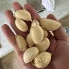 hạt giống cây bánh kem - hạt nhập khẩu