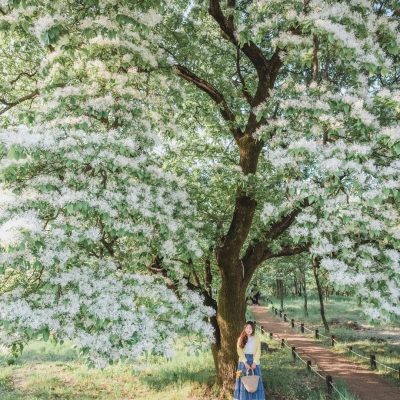Cây giống Hoa Lưu Tô - hoa tuyết tháng tư - cây nhập khẩu