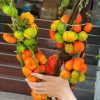 Cành quả bí ngô tươi (cành bí ngô cảnh, cành bí ngô cảnh mini Vân Nam) - nhập khẩu