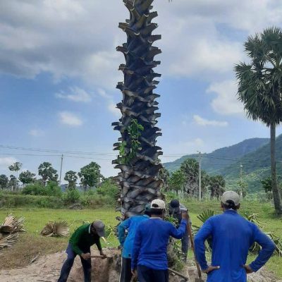Cây thốt nốt trồng công trình : cây thoát thân, lóng cao 1m -1,5m - 2m - 2,5m -3m -3,5m-4m ....cao 2m-3m-4m-5m-6m...