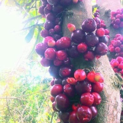 Cây giống Mận Sulawesi ( Syzygium sp. Sulawesi) nhập khẩu