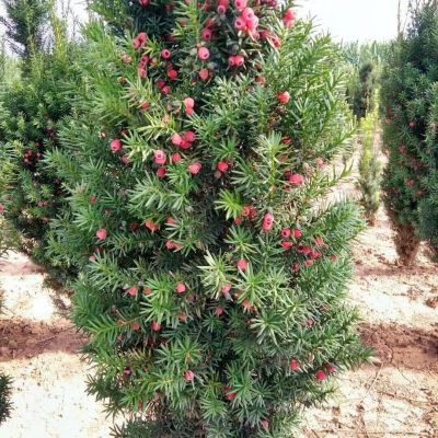 Giống cây thông đỏ – Cây gỗ quý , cây thuốc cần được bảo tồn - cây gieo hạt nhập khẩu chuẩn - cao 50cm - 60cm -80cm-1m-1,2m-1,5m-2m