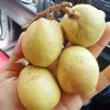 HẠT GIỐNG cây nhãn Sầu Giêng Matoa jumbo Indonesia quả vàng nhập khẩu