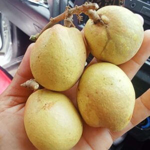 HẠT GIỐNG cây nhãn Sầu Giêng Matoa jumbo Indonesia quả vàng nhập khẩu