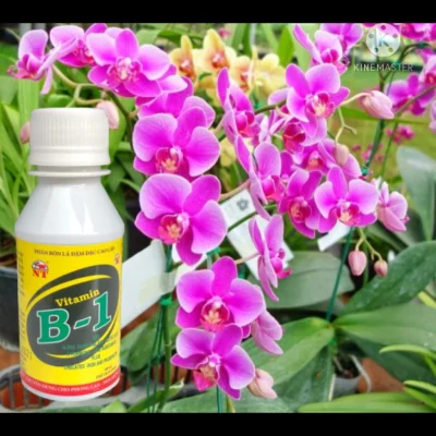 Phân bón Vitamin B1 HPV 100ml chuyên dùng cho lan, cây cảnh, hoa hồng giúp dưỡng cây, hoa to, bền hoa