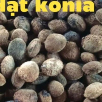 Hạt Giống Cây KƠ NIA - 1kg