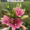 Củ giống hoa loa kèn hà lan màu hồng đậm Varese - củ nhập khẩu