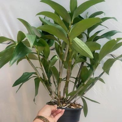 Chậu Hoa Lan Kiều vàng Dendrobium thyrsiflorum -100% thân tơ - chậu nhiều thân - cây nhập khẩu