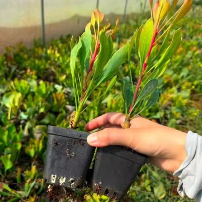 Hoa Protea King – hoa Thảo đường Hoàng đế (đỏ, hồng, vàng )- Quốc hoa của Nam Phi - cây giống ươm chậu ổn định –  NHẬP KHẨU