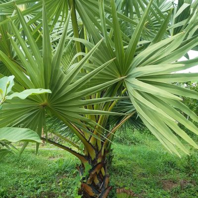 Cây thốt nốt trồng công trình : cây thoát thân, lóng cao 40cm -50cm-60cm 80cm -1m ....cao 2m-3m...