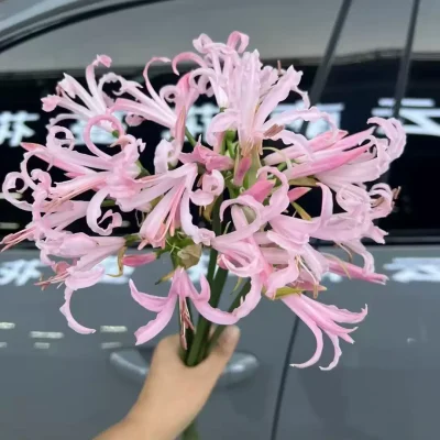 cây giống, củ giống hoa bỉ ngạn hồng hà lan Lily Nerine light pink - dòng chuyên thu cắt bông - giống nhập khẩu
