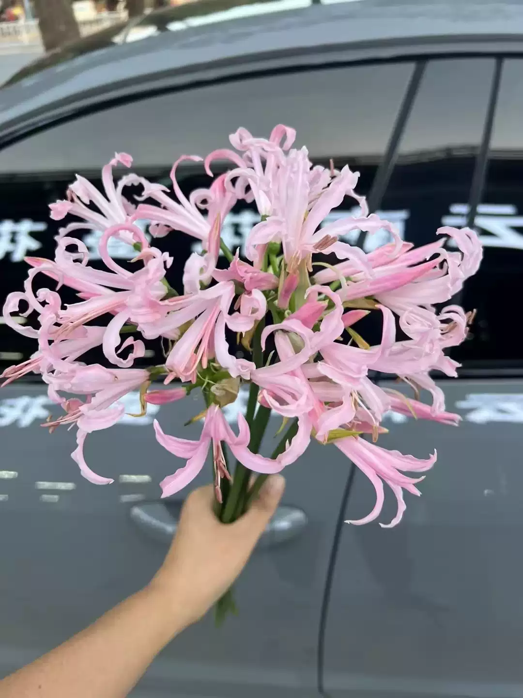 cây giống, củ giống hoa bỉ ngạn hồng hà lan Lily Nerine light pink - dòng chuyên thu cắt bông - giống nhập khẩu cây giống, củ giống hoa bỉ ngạn hồng hà lan Lily Nerine light pink - dòng chuyên thu cắt bông - giống nhập khẩu