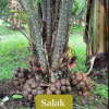 Cây giống mây indo Salak lùn - salak bonsai - cây nhập khẩu