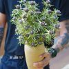 cây giống hoa nhím biển tím - Eryngium/sea holly - cấy giống ươm mô nhập khẩu