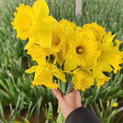 củ giống hoa thủy tiên vàng Narcissus Ballade - củ nhập khẩu
