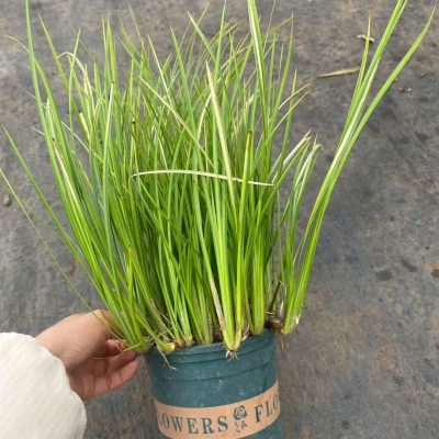 chậu cây cỏ thơm thạch xương bồ size to - chậu lớn - nhập khẩu