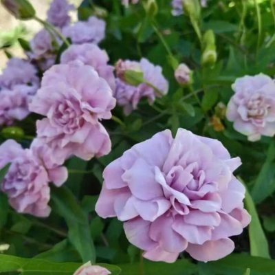 củ, rễ ngầm giống hoa tử la lan dây , bìm bìm kép (Calystegia hederacea 'Flore Pleno' ) -  "triền chi nhánh mẫu đơn" - hoa bìm bịp hoa bồng