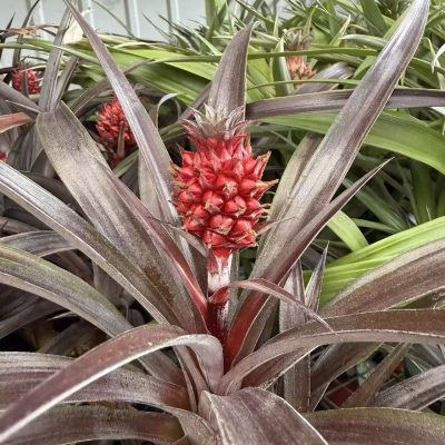 chậu cây dứa cảnh quả đỏ lá tím Ananas lucidus 'Lava Burst' - chậu cây sẵn quả nhập khẩu