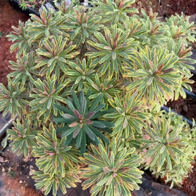 Cây đại kích lá màu Euphorbia × martinii 'Ascot Rainbow' (thường gọi là Ascot Rainbow Spurge),  giống ươm vỉ - cây nhập khẩu
