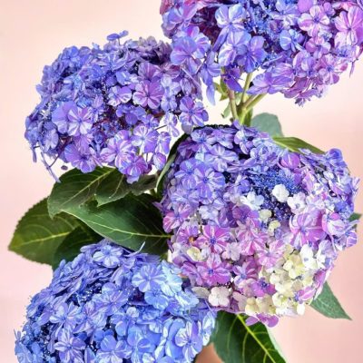 Cây giống cấm tú cầu nhật cánh sọc Lovely Day - cây nhập khẩu