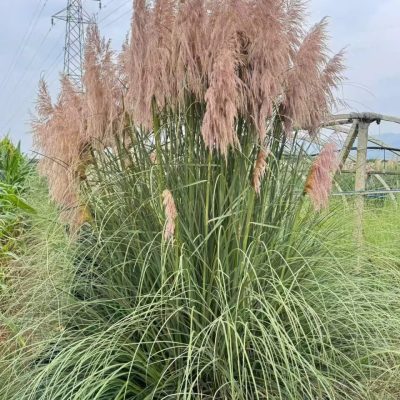 CHẬU CÂY GIỐNG ” BÔNG CỎ LAU XÁM  – DÒNG CÂY BÔNG TO, CAO ” NHẬP KHẨU