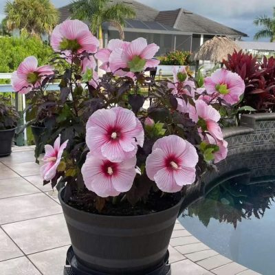 HẠT GIỐNG cây hoa bụp giấm/phù mộc (Hardy Hibiscus / Rose Mallow) - nhập khẩu -1kg