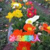 Cây giống hoa Ngu mỹ nhân Iceland (Iceland poppy - Papaver nudicaule "冰岛虞美人") - cây giống ươm vỉ - nhập khẩu