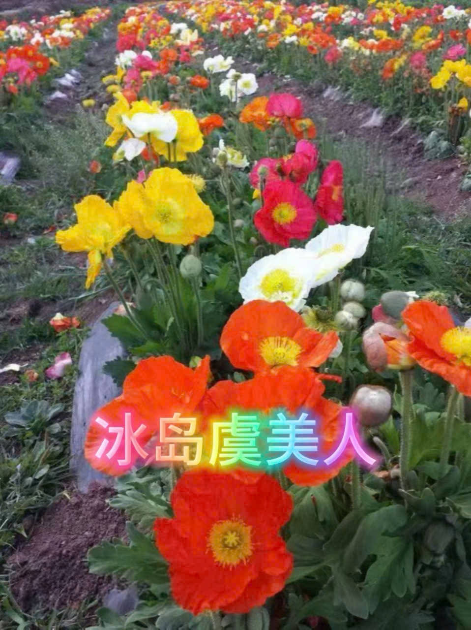 Cây giống hoa Ngu mỹ nhân Iceland (Iceland poppy - Papaver nudicaule "冰岛虞美人") - cây giống ươm vỉ - nhập khẩu Cây giống hoa Ngu mỹ nhân Iceland (Iceland poppy - Papaver nudicaule "冰岛虞美人") - cây giống ươm vỉ - nhập khẩu