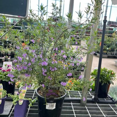 CÂY GIỐNG ” cây bạc hà bụi Mint Bush ” NHẬP KHẨU
