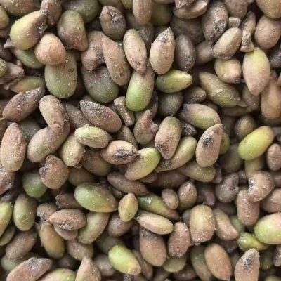 hạt giống cây trầu bà lá xẻ (Monstera) - hạt nhập khẩu