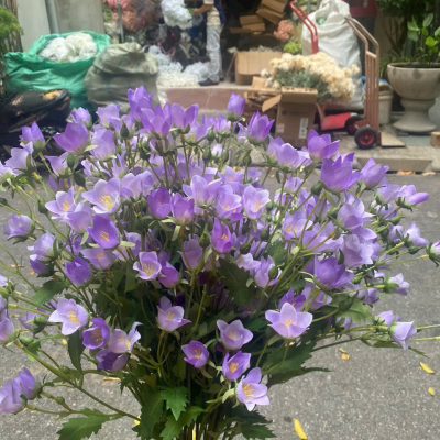 Cành hoa , cụm hoa chuông  - đủ màu