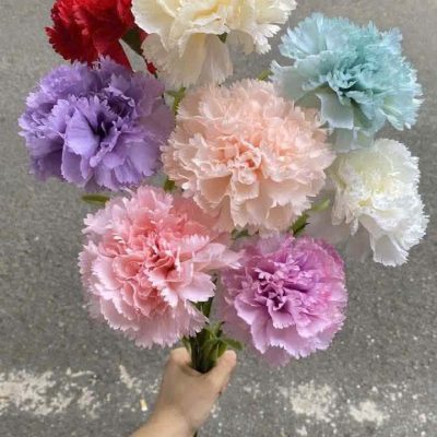 Cành hoa phăng kép 1 bông size lớn , cành dài - đủ màu