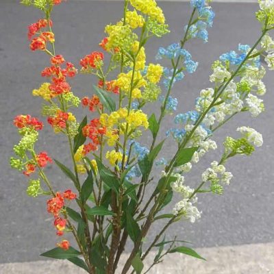 Cành hoa điểm tuyết mai - đủ màu