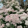 Cây giống Hoa gạo Sữa Úc ( rice flower - Ozothamnus diosmifolius) - cây giống ươm vỉ NHẬP KHẨU