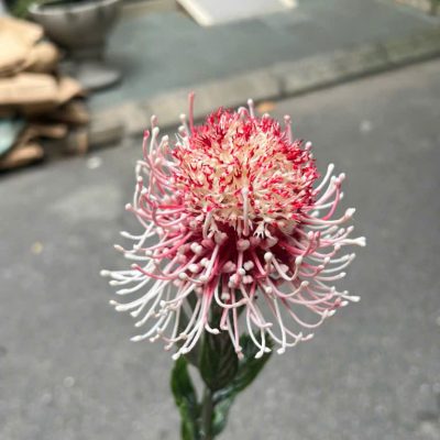 Cành hoa cúc ánh trăng - hoa san hô - đủ màu