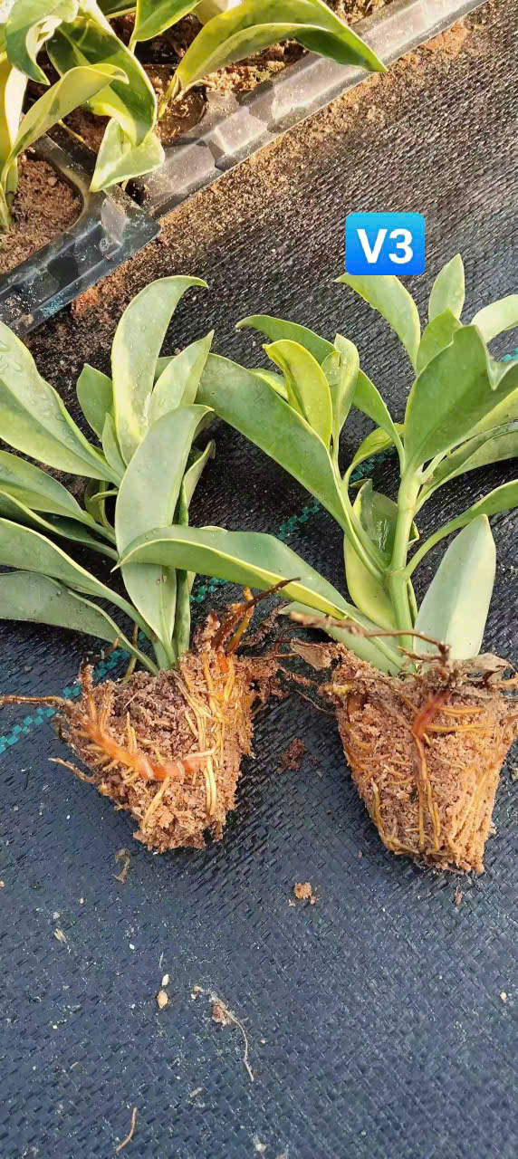 cây thần tài cẩm thạch (Fagraea ceilanica variegated) giống ươm vỉ cây thần tài cẩm thạch (Fagraea ceilanica variegated) giống ươm vỉ