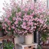 Chậu hoa Cẩm Quỳ hồng dáng tree - cây nhập khẩu