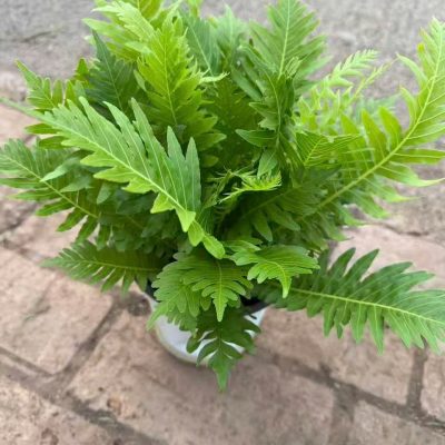 CÂY KIỂNG LÁ , CÂY PHONG THỦY , CÂY BONSAI MINI ĐỂ BÀN ” Cây dương xỉ khổng tước size nhỏ ” - cây nhập khẩu