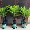 CÂY KIỂNG LÁ , CÂY PHONG THỦY , CÂY BONSAI MINI ĐỂ BÀN ” Cây dương xỉ khổng tước cây thân gỗ hóa ” - cây nhập khẩu
