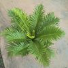 CÂY KIỂNG LÁ , CÂY PHONG THỦY , CÂY BONSAI MINI ĐỂ BÀN ” Cây dương xỉ khổng tước size to ” - cây nhập khẩu