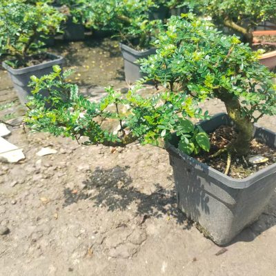 Chậu Cây Thanh Hương Mộc bonsai – gỗ thơm (Pistacia weinmannifolia)  - cây nhập khẩu