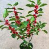 chậu cây đào đông đỏ đang hoa và quả đẹp - cây nhập khẩu