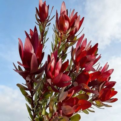 cây giống hoa Tulip Nam Phi Leucadendron Safari Sunset ươm vỉ - cây nhập khẩu