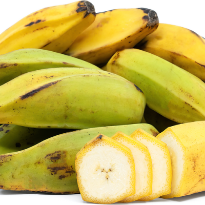 Cây giống Chuối Orinoco (còn gọi là chuối Burro hoặc chuối ngựa) - cây con tách mẹ