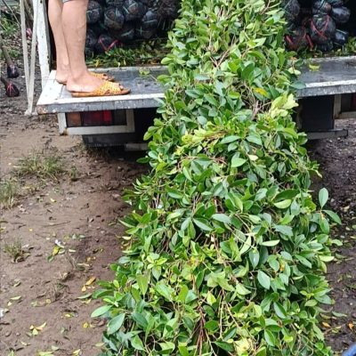 TƯỜNG RÀO CÂY GỪA , CÂY SANH, CÂY XI LÀM HÀNG RÀO – ĐAN SẴN DÁNG THÁP CAO 1M -1.5M-1.8M-2M - 2,5M -3M......