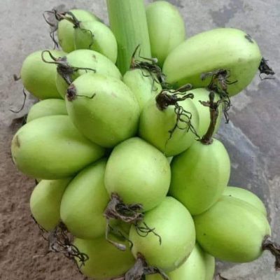 Cây giống chuối trứng indo - cây con tách mẹ - nhập khẩu