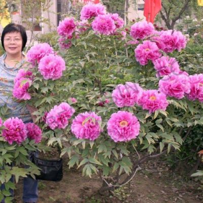 củ giống hoa mẫu đơn trung quốc thân gỗ sẵn mầm - cây nhập khẩu
