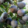 Cây giống hồng đen Black Persimmon, tiếng Nhật: Kuro Gaki, - cây giống nhập khẩu